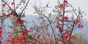 Cina: le fioriture primaverili richiamano visitatori a Dali