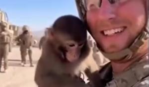 Africa, il VIDEO virale del soldato con la scimmia in braccio: lei svita la granata e tutti scappano prima che esploda