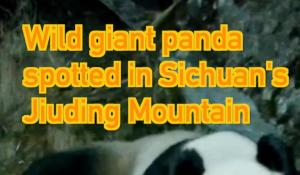 Cina: panda gigante selvatico avvistato sul monte Jiuding nel Sichuan