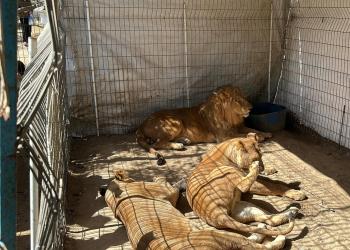 Gaza, per la prima volta dall'inizio del genocidio uno zoo fondato nel 1999 riapre le sue porte nel campo profughi di Nuseirat