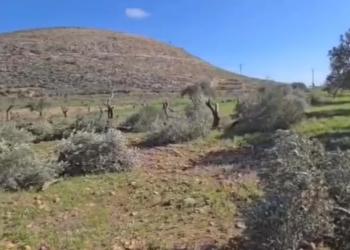 Cisgiordania, coloni israeliani sradicano 20 ulivi antichi tra il villaggio di Al-Mughayyir e Abu Falah a nordest di Ramallah - VIDEO