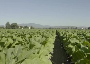 Tabacco e Made in Italy: contratti di filiera e tema regolatorio