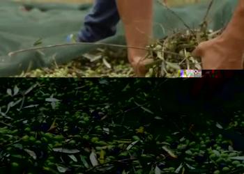 Oleifici Barbera: campagna promettente, ma dazi e dollaro preoccupano