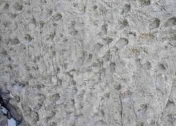 Nel Parco dello Stelvio trovate migliaia di orme di dinosauri