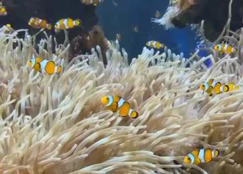 Nemo per davvero: dietro le quinte del Museo Oceanografico di Monaco