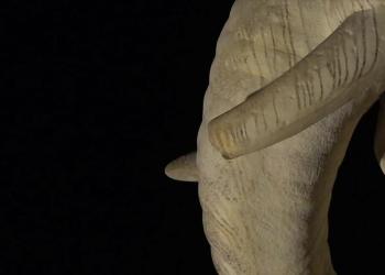 Roma, sfregiato la statua dell'Elefantino in piazza della Minerva, staccata una zanna, Giuli: "Indegno atto di barbarie" - VIDEO