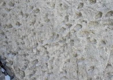 Nel Parco dello Stelvio trovate migliaia di orme di dinosauri