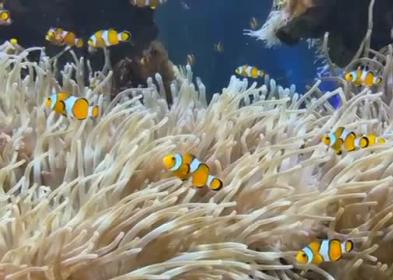 Nemo per davvero: dietro le quinte del Museo Oceanografico di Monaco