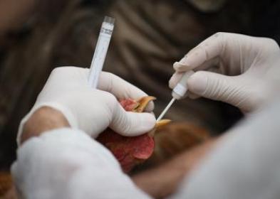 Vaccino contro influenza aviaria, Carta di Siena al governo: "Chiarire se siero &egrave; a mRNA e i rischi per umani e animali"