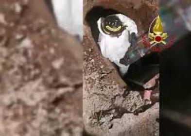 Cagnolino intrappolato in una tubatura, i Vigili del fuoco salvano il piccolo Teddy