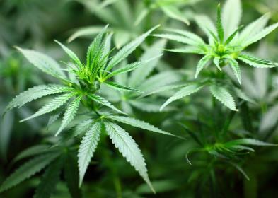 Brasile, fumare canne non &egrave; pi&ugrave; reato, Corte suprema stabilisce in 40 g limite per consumo personale di cannabis