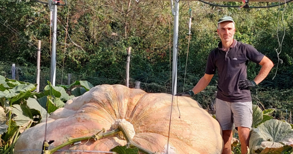 La Zucca Piu Grande Del Mondo E Italiana Pesa 1 226 Kg Nuovo Record Il Giornale D Italia