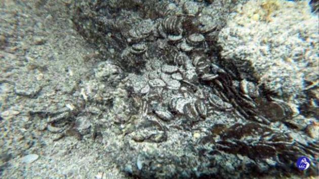Arzachena, ritrovamento in mare di 50mila monete antiche del IV secolo d.C. Scoperte in Sardegna da un sub durante immersione a 10 metri - GALLERY