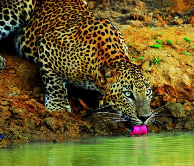 Parco nello Sri Lanka