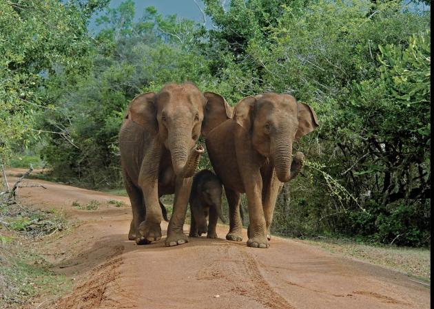 Parco nello Sri Lanka