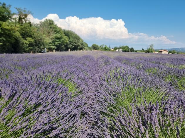 Campi di lavanda in fiore