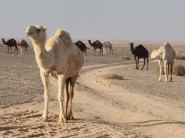 Giordania: il deserto bianco