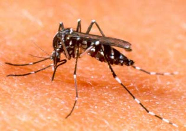 Dall'Asia arriva  la temuta zanzara giapponese