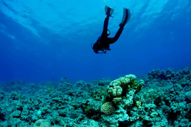 Isola del Giglio e i suoi fondali. Underwater Pro Tour-APS: alla scoperta del Giglio Sommerso sabato 15 maggio