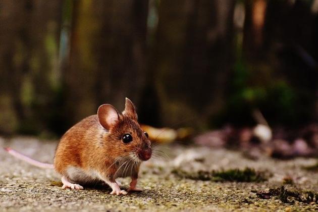 Febbre del topo: cos'è, come si trasmette e sintomi. Focolaio in Slovenia
