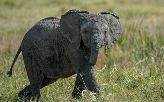 Piccolo di elefante