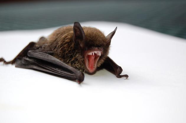 Pipistrelli