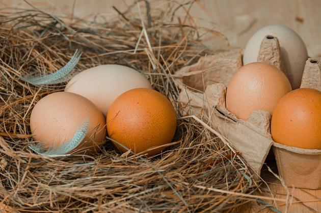 É nato prima l’uovo o la gallina? La risposta vi farà rimanere a bocca aperta 