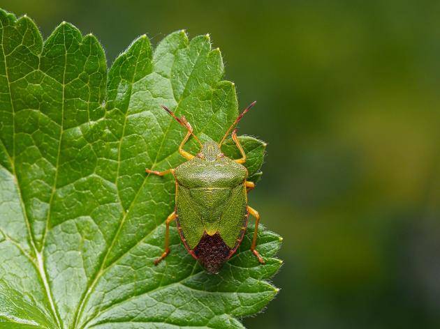 Cimici in casa: come eliminarle definitivamente. Metodi naturali e non solo