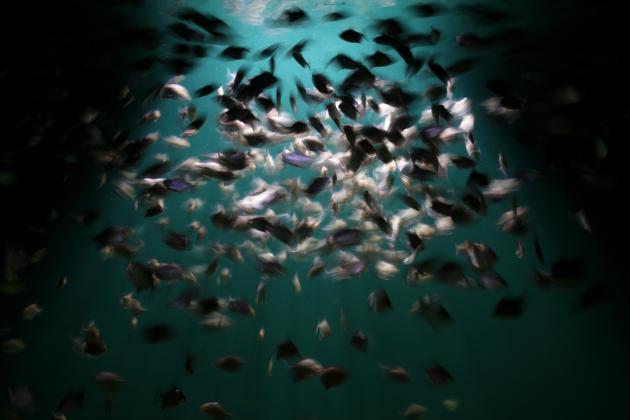 Per scappare da uno sciame d'api si butta in un lago: muore divorato dai piranha