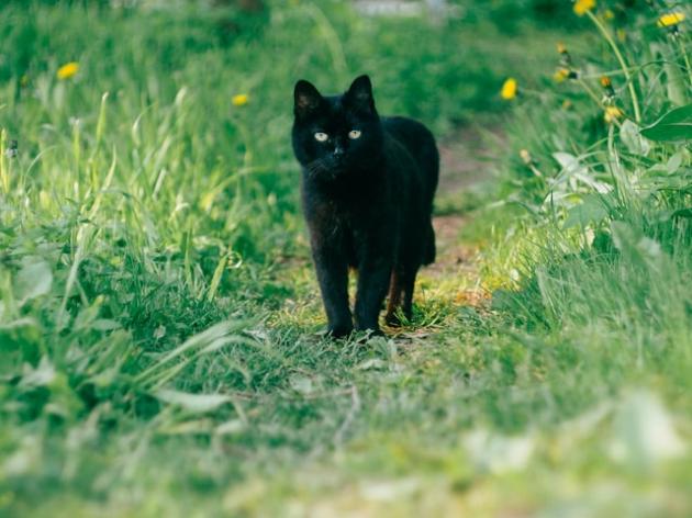 Perchè si dice che il gatto nero porta sfortuna? La verità tra storia e superstizione