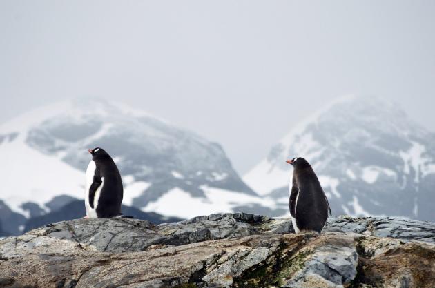 Nuova Zelanda, avvistato un pinguino sulla costa: proveniva dall’Antartide 