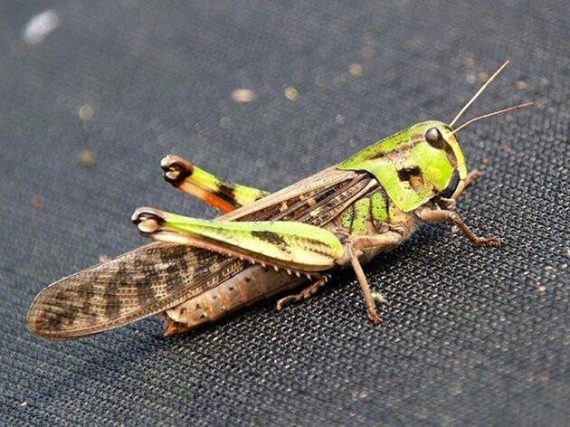 Via libera dell'Ue alla locusta come alimento: presto sulle nostre tavole