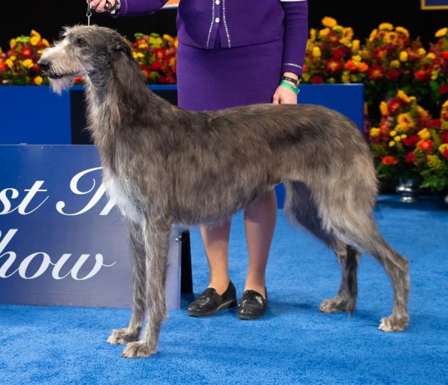 National Dog Show: vince per la seconda volta consecutiva Claire, un levriero scozzese