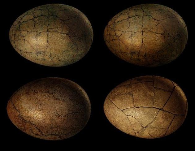 Uovo con embrione di dinosauro: l'incredibile scoperta in Cina