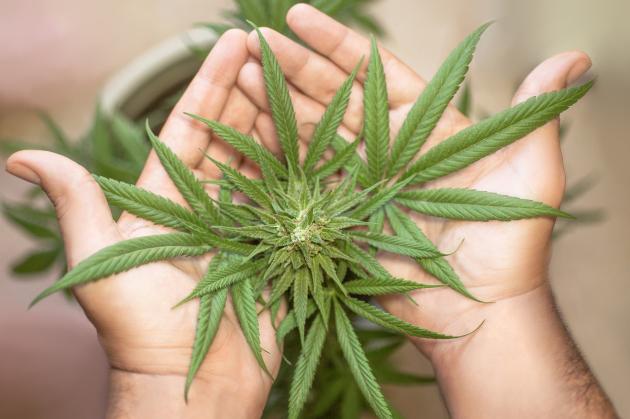 Referendum Cannabis: è il momento decisivo