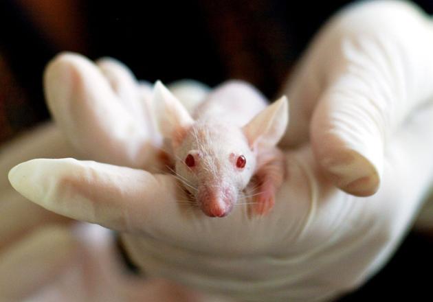 Milleproroghe, ok alla sperimentazione animale fino al 2025 per xenotrapianti e sostanze d'abuso