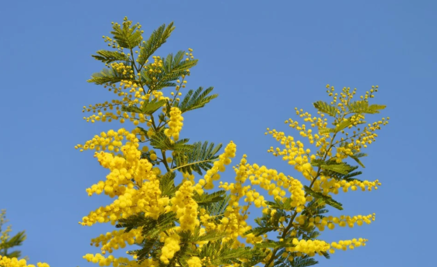 Mimosa