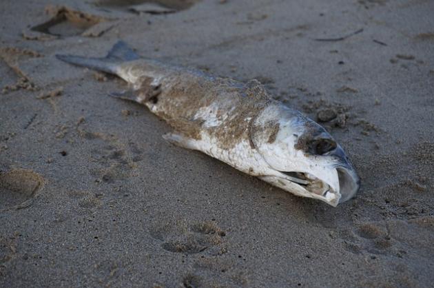 Pesce d'aprile: origine, significato e storia