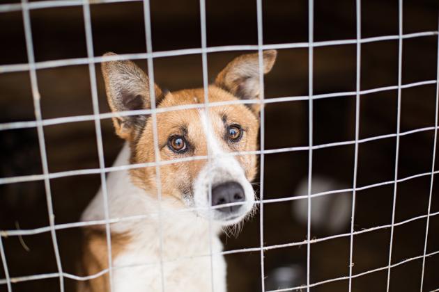 Cani restituiti dopo il lockdown
