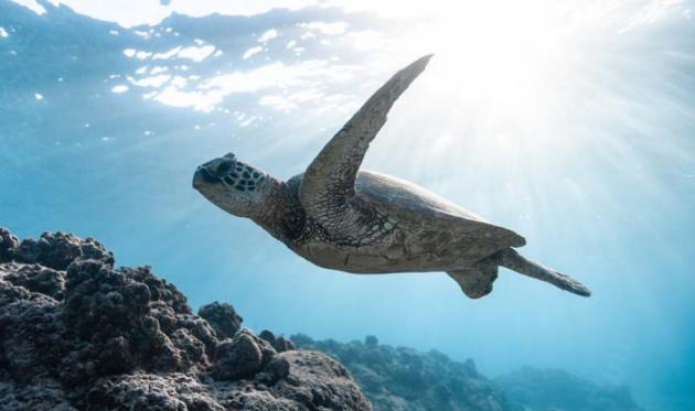 Rotary e AERA insieme a Napoli. Grande successo del convegno su Mare, Ambiente, Cambiamenti climatici