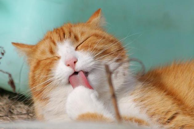 Covid, gatto infetta un' uomo: primo caso accertato in Thailandia 