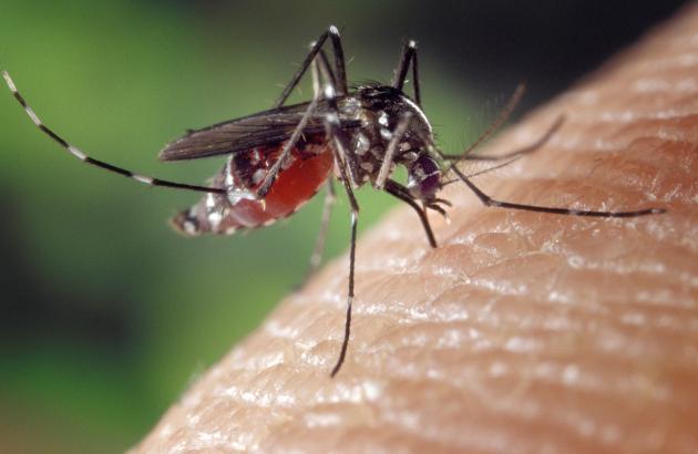 West Nile Virus in Italia: morto anziano in Veneto. Endemico in pianura Padana
