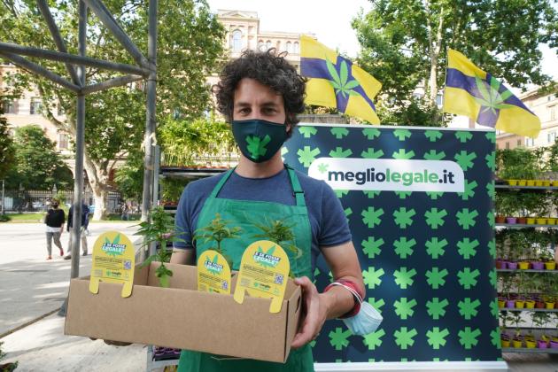 Mattia Santori e la cannabis: la "meglio gioventù"?
