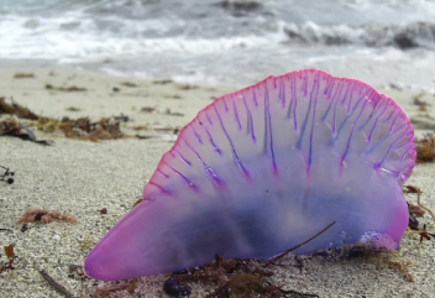 Caravella portoghese: cos'è, cosa fare se ti punge, lunghezza tentacoli. Avvistata a Catania