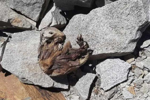 Siccità: dalle Alpi in scioglimento emergono scheletri, aerei e resti archeologici