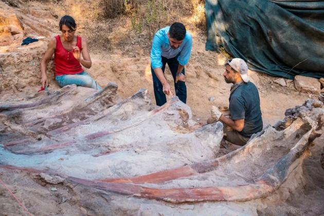 Portogallo: uomo scopre per caso nel giardino il più grande fossile di dinosauro trovato in Europa