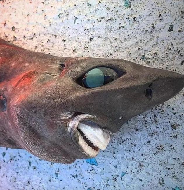 Australia: scoperto misterioso animale degli abissi con occhi enormi e denti sporgenti.