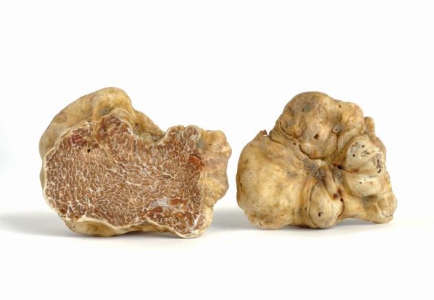 Tartufo d'Alba,  prezzi alla stelle a partire da 600 euro l'etto