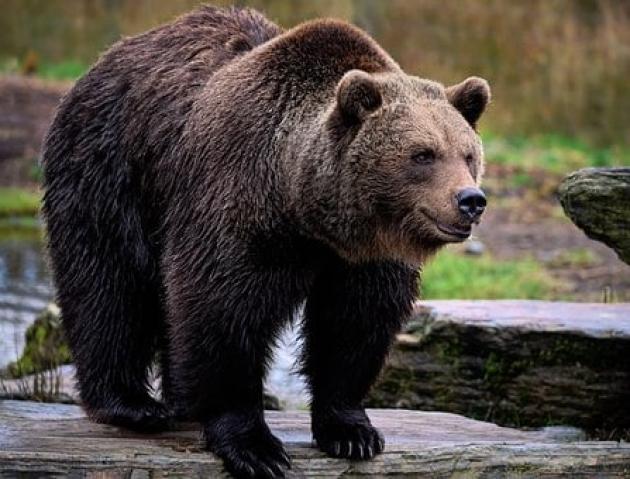 Parco d&rsquo;Abruzzo, orsa aggredisce 33enne e lo ferisce a una gamba e all&rsquo;addome: salvato dal suo cane