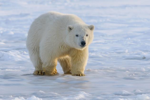 Alaska, orso polare si addentra in un villaggio e uccide una donna e un bambino